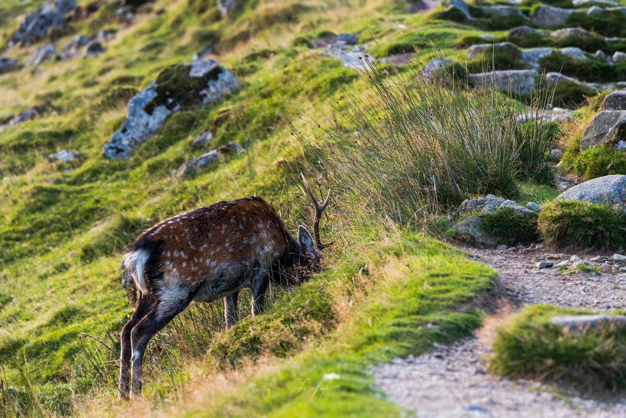 Glendalough International Youth Hostel Laragh Εξωτερικό φωτογραφία
